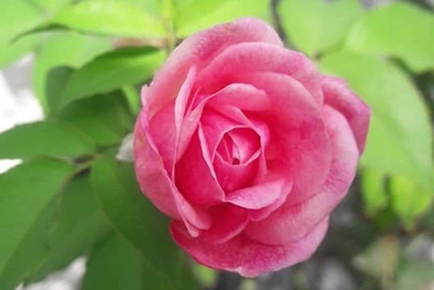 Lợi ích giảm cân của trà hoa hồng