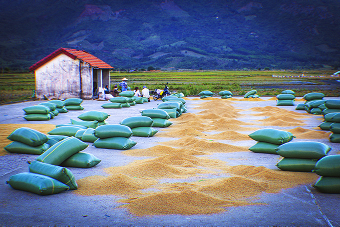 Phơi lúa trên cánh đồng xã Diên Điền, huyện  Diên Khánh.  Ảnh:  Huy Khang