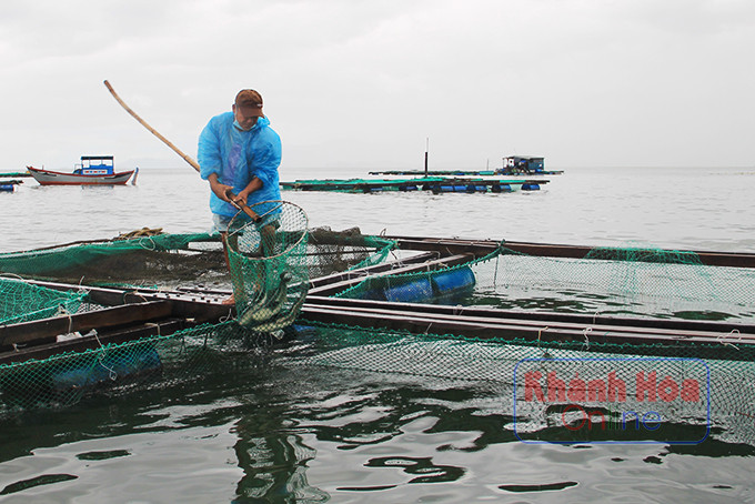 Ngư dân huyện Vạn Ninh chủ yếu nuôi trồng thủy sản bằng lồng bè gỗ, dễ thiệt hại mỗi khi có bão lớn