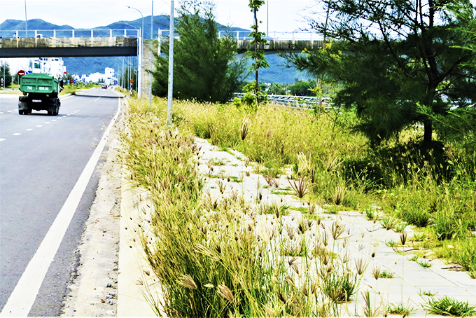 Cỏ mọc trên vỉa hè đường vành đai 2