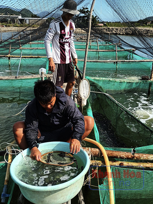 Người dân xã Ninh Ích (Ninh Hòa) mua trứng cá về ấp nở và ươm nuôi giống cá biển ở địa phương.