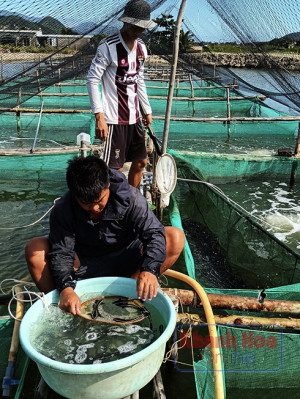 Gian nan tạo giống nuôi biển