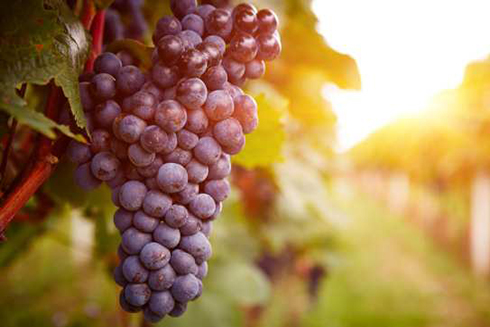 Lợi ích của nho đối với thận