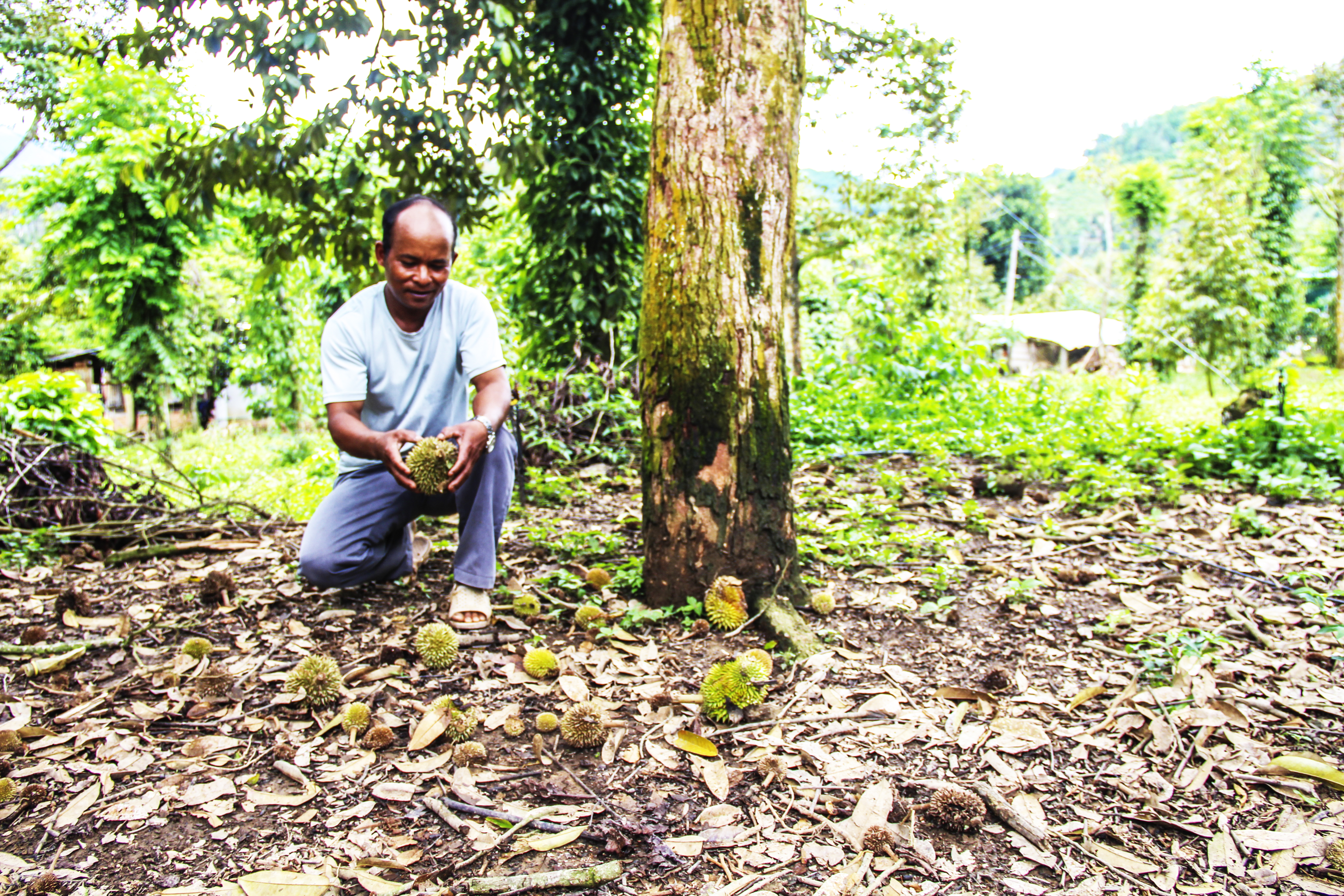 Khánh Sơn: Sầu riêng bị thiệt hại do thời tiết