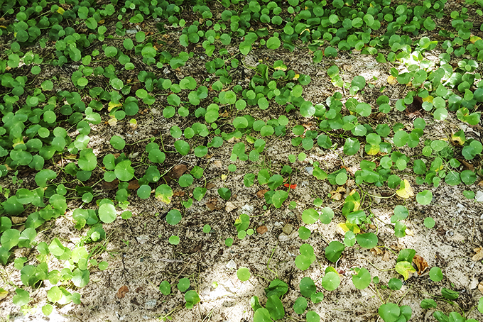 Một thời rau má