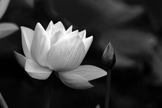 Với sự quang trọng chỉ có thể tìm thấy trong tín ngưỡng Phật giáo, Hoa Sen Trắng trở thành một đồ vật tặng quà không thể thiếu. Sáng tạo những sản phẩm độc đáo trong hình ảnh hoa sen trắng chỉ cần cất giữ tất cả những giá trị tinh túy, niềm kính trọng và cảm nhận sâu sắc về sự thanh tao.