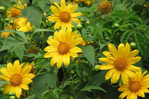 Tác dụng chữa bệnh của cây hoa hướng dương