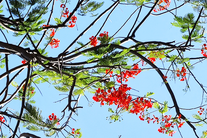 Mùa hạ năm đó hoa phượng nở