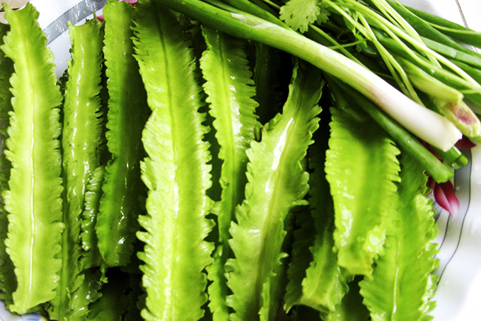 Đậu rồng mùa nào cũng có