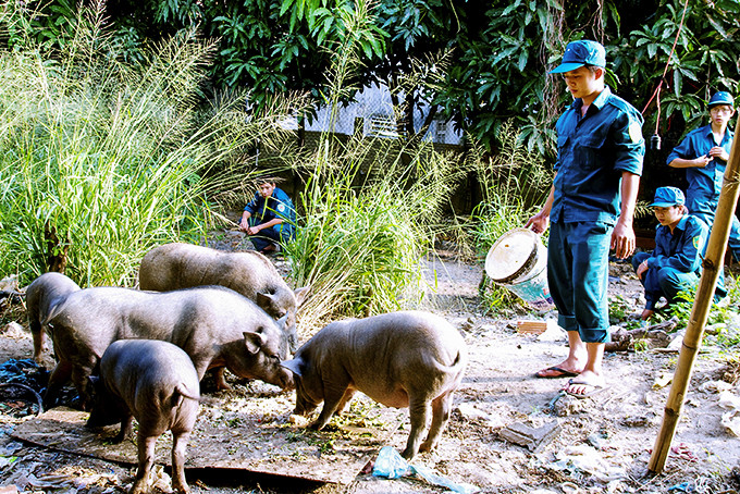 Lực lượng dân quân chăm sóc đàn heo tại khu tăng gia sản xuất của Trung tâm Huấn luyện.