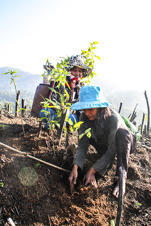 Planting protective forests in the upstream of Da Rao (Khanh Thuong commune, Khanh Vinh district).