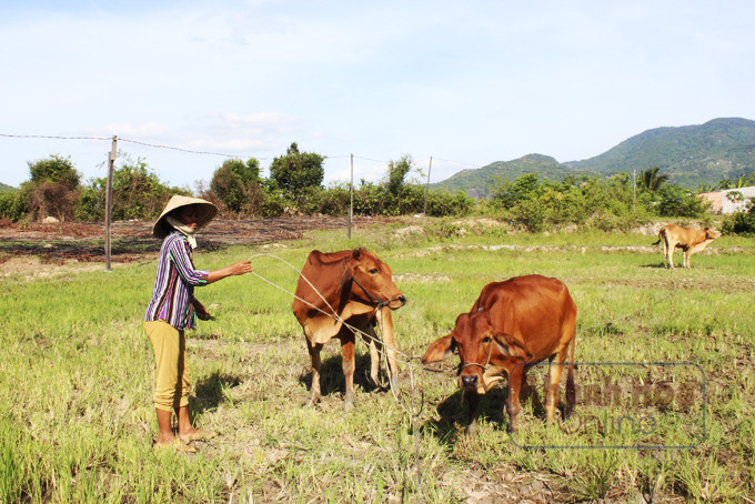 Gia đình bà Cao Thị Đà Mâng cũng sẽ thoát nghèo nhờ sự hỗ trợ bò giống.