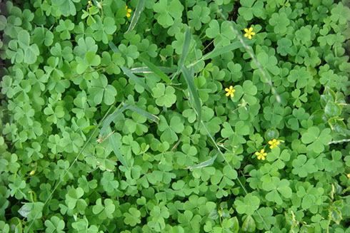 Chua me đất hoa vàng chữa viêm họng