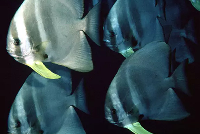 Triển khai đề tài khoa học - công nghệ sản xuất giống và nuôi thương phẩm cá tai bồ