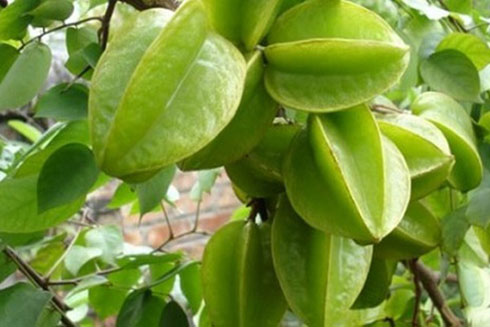 Khế chữa nhiều bệnh