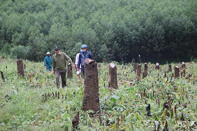 Lực lượng bảo vệ rừng của Công ty TNHH Một thành viên Lâm sản Khánh Hòa kiểm tra, bảo vệ hiện trường vụ lấn chiếm đất rừng trồng tại xã Khánh Thượng (huyện Khánh Vĩnh).