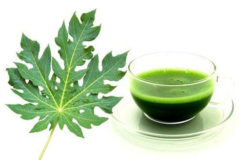 6 lợi ích từ nước ép lá đu đủ tươi với sức khỏe