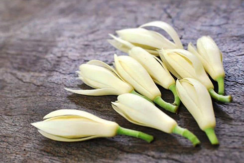 Những bài thuốc chữa bệnh hiệu quả bất ngờ từ hoa ngọc lan