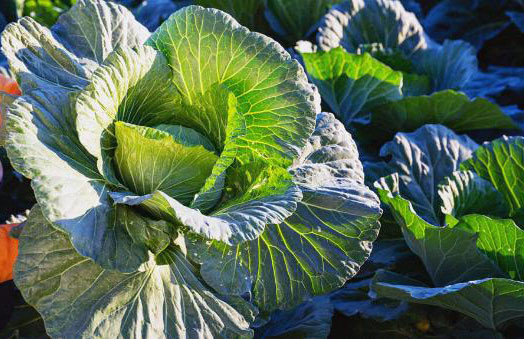 Hoạt chất mới được tìm thấy trong bắp cải và rau lá xanh có tác dụng chống lại kháng kháng sinh của vi khuẩn.