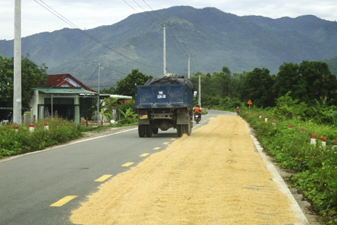 Phơi lúa trên hương lộ