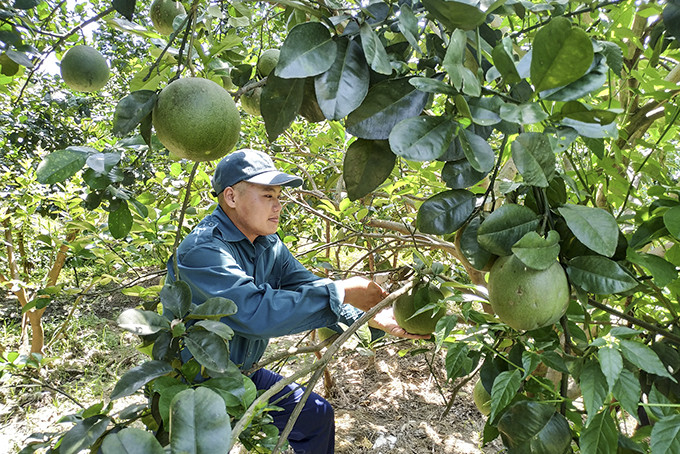 Harvesting green - skin grapefruits in Dien Xuan commune, Dien Khanh district, Khanh Hoa province