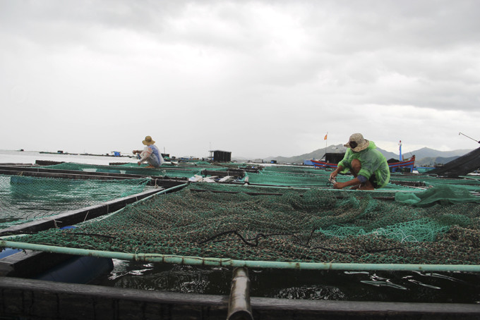 Người dân huyện Vạn Ninh gia cố lồng bè nuôi trồng thủy sản trước mùa mưa bão.