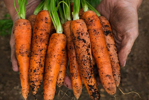 Lợi ích bất ngờ của ăn cà rốt vào buổi tối