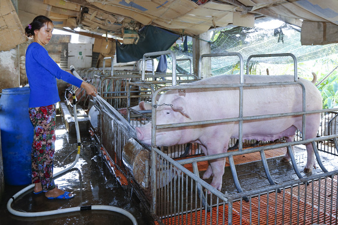 Người chăn nuôi ở Cam Lâm chăm sóc heo.