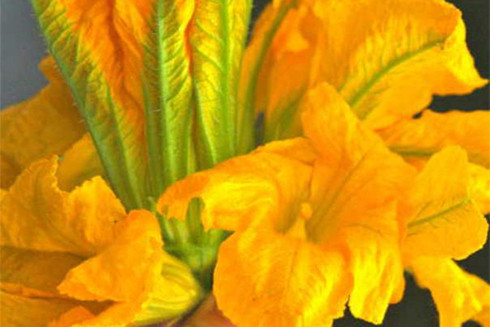 Hoa bí ngô giàu vitamin và khoáng chất có lợi cho sức khỏe cả nam và nữ.