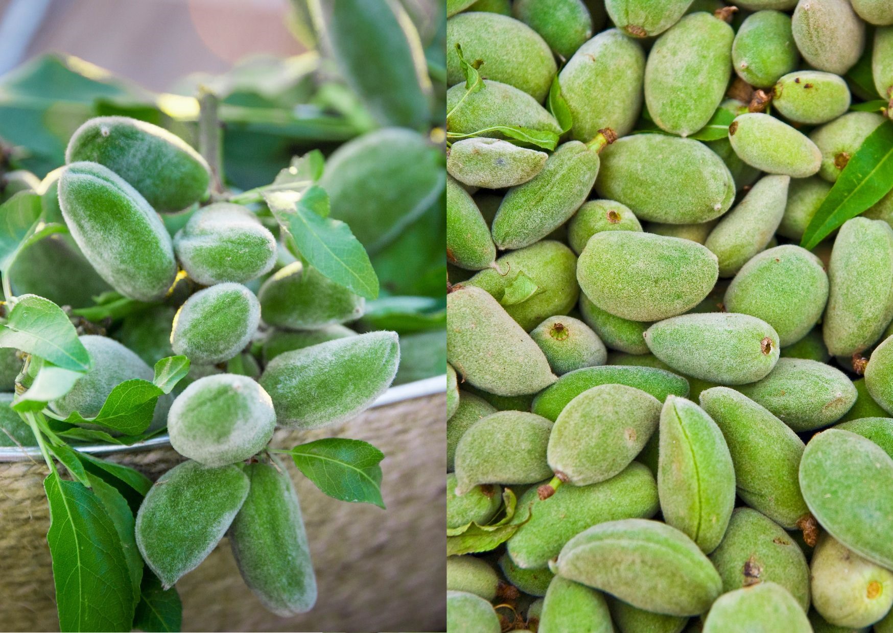 Lợi ích của hạnh nhân xanh đối với làn da và mái tóc