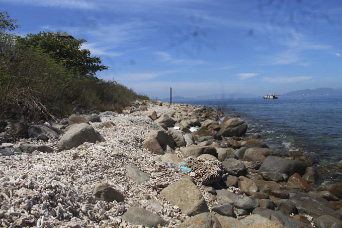 San hô gãy bị sóng đánh lên bờ thành lớp dày ở khu vực Hòn Mun.