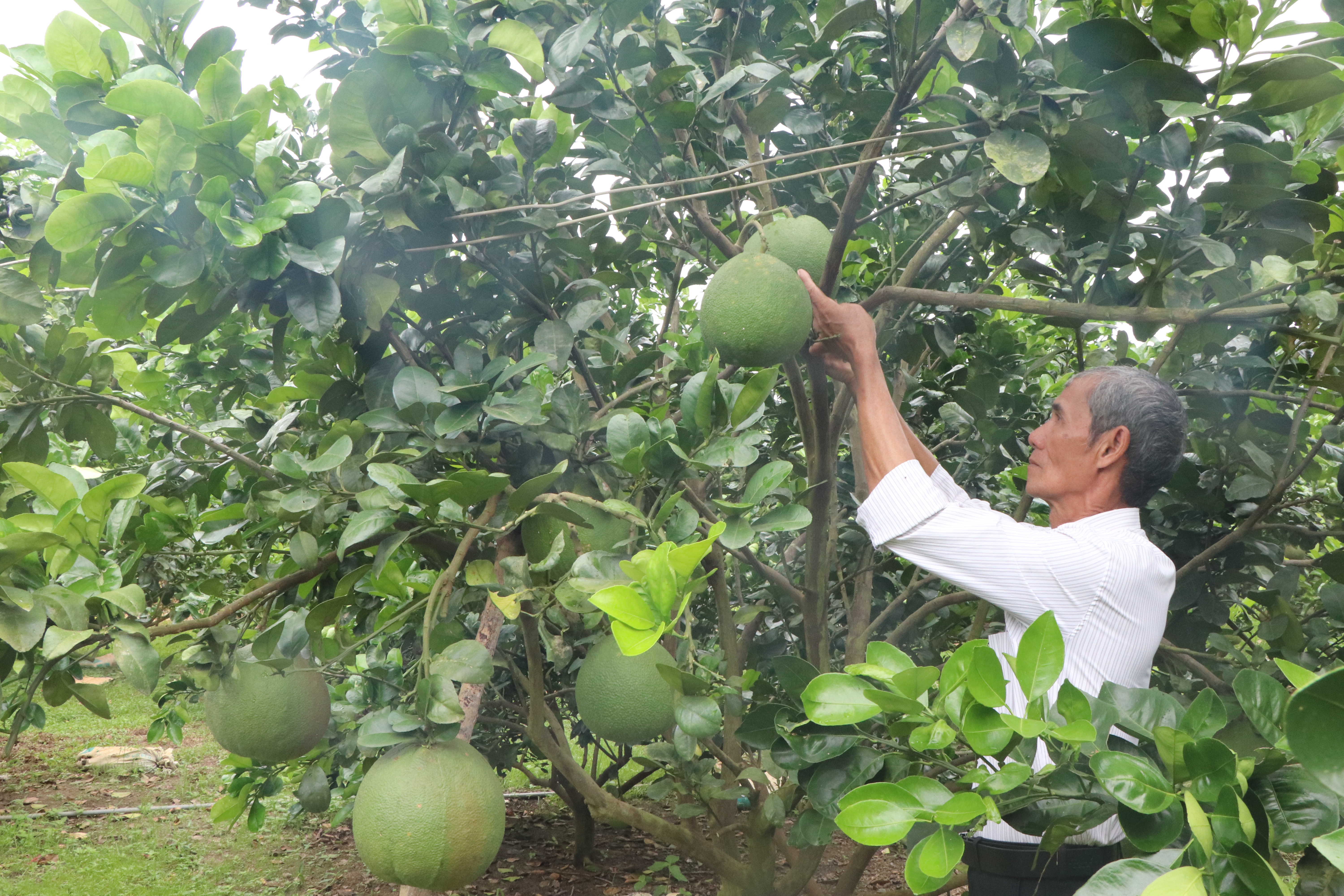 Xã Diên Xuân: Phát huy vai trò của các tổ hợp tác