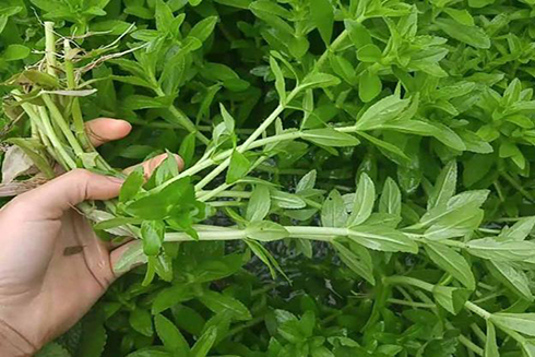 Rau ngổ, cây rau vị thuốc