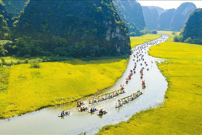 Dòng Ngô Đồng vàng rực, Khu du lịch Tam Cốc - Bích Động nằm trong Quần thể danh thắng Tràng An (Ninh Bình). Ảnh tư liệu: TTXVN