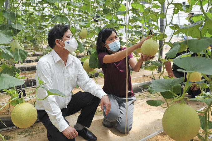 Nguyen Tan Tuan - Deputy Secretary of Khanh Hoa Provincial Party Committee, Chairman of the Provincial Peoples Committee visit the O Xanh melon production facility of Diep Chau company in Song Cau commune).