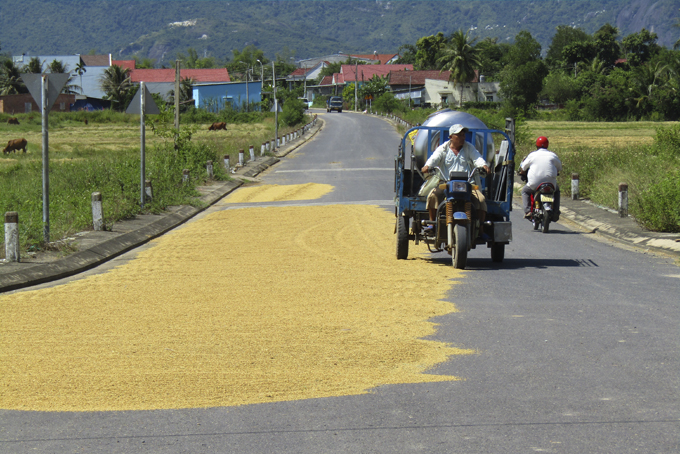 Phơi lúa trên đường