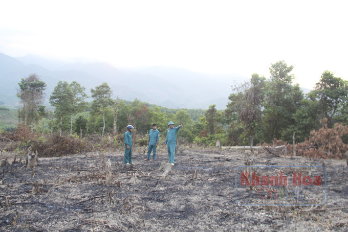 Lâm phận Công ty TNHH Một thành viên Lâm sản Khánh Hòa tại Khánh Thượng luôn “nóng”  vì bị người dân lấn chiếm đất rừng trồng.