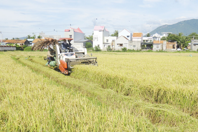 Cơ giới hóa thu hoạch lúa trên địa bàn huyện Vạn Ninh