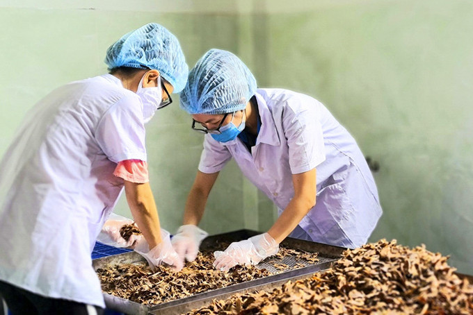 Công nhân Hợp tác xã Thảo dược Việt Nam (TP. Nha Trang) xử lý sản phẩm gừng lên men.
