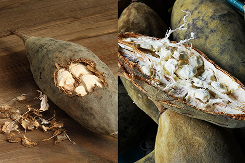 6 lợi ích của quả bao báp