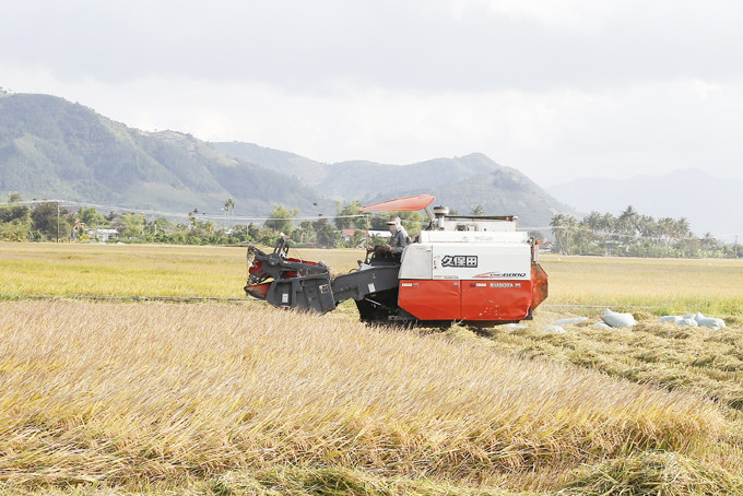 Harvesting summer-winter rice in Dien Khanh district, Khanh Hoa province