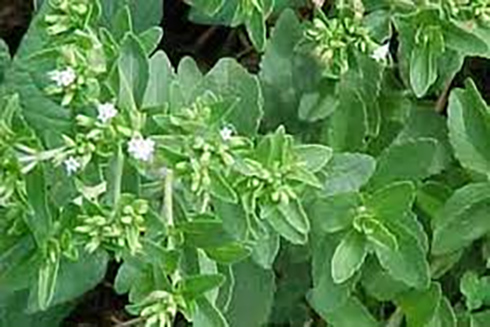 Cỏ ngọt chữa đái tháo đường, béo phì