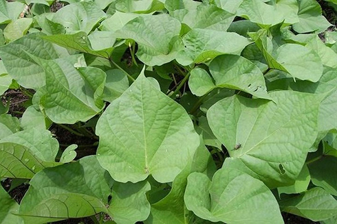 Rau lang tốt cho sức khỏe nhưng cần lưu ý những điều sau