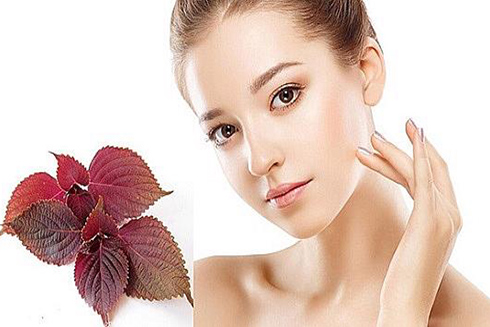 Đẹp da với lá tía tô
