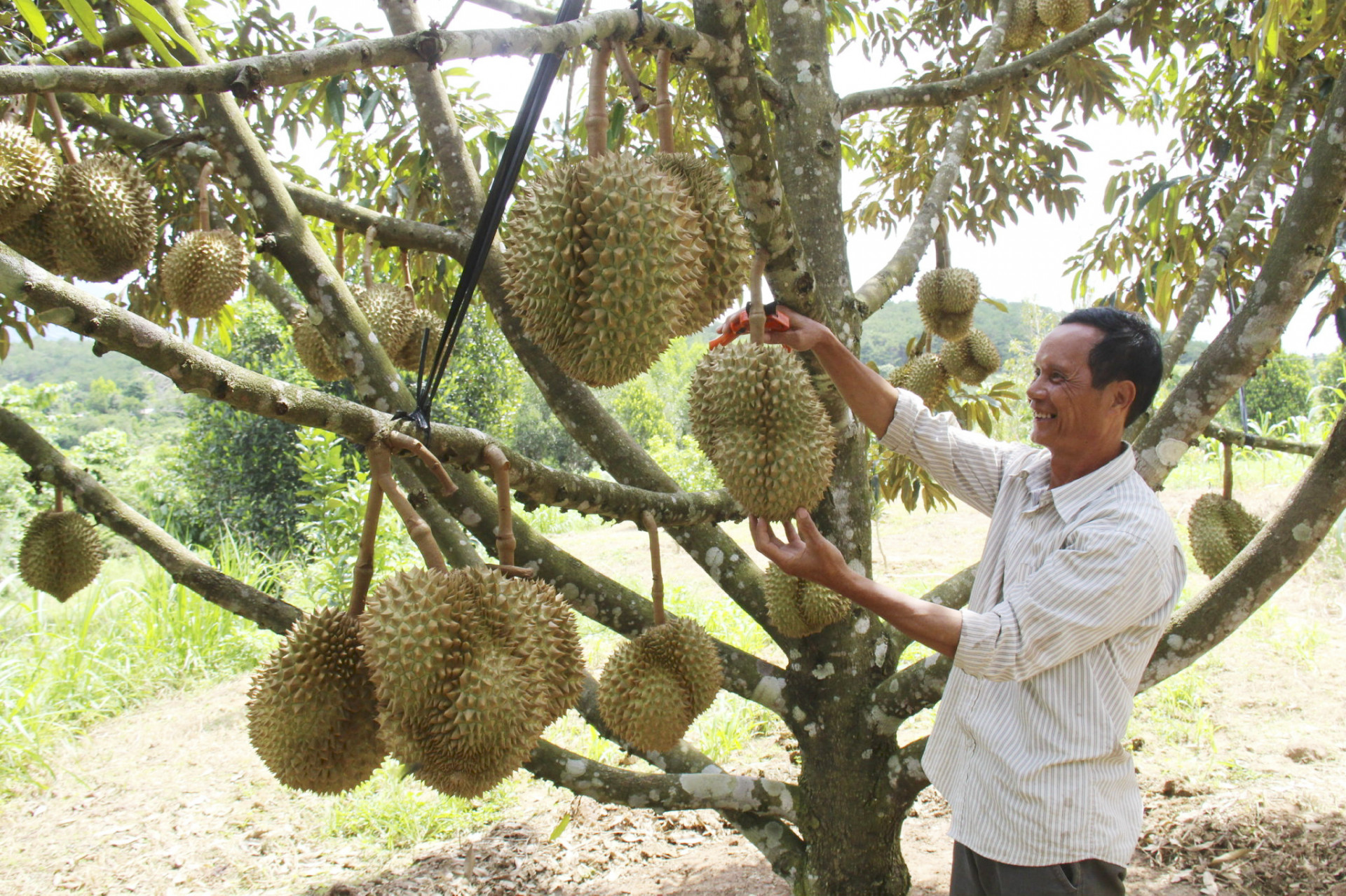 Người trồng sầu riêng ở Khánh Sơn hy vọng con đường xuất khẩu chính ngạch sang thị trường Trung Quốc sẽ mang lại thu nhập cao.   