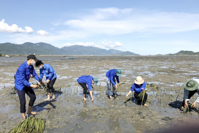 Các đoàn viên, thanh niên tham gia trồng rừng ngập mặn. 