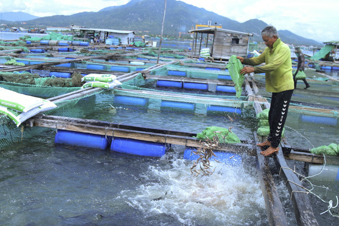 Hàng năm sản lượng cá nuôi biển của ông Trọng đạt hơn 200 tấn.