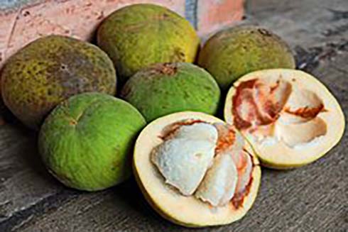 Những lợi ích bất ngờ của quả sấu đỏ đối với sức khỏe