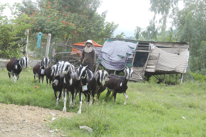Xã Cam Thịnh Tây: Nuôi dê để thoát nghèo