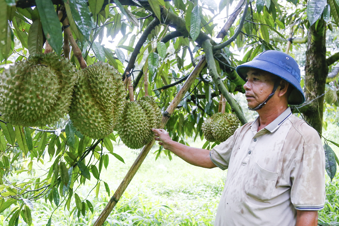 Sầu riêng Khánh Sơn: Xây dựng chuỗi liên kết sản xuất, tiêu thụ